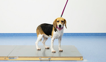 犬の歩行計測－状態評価、疾患発見、そしてリハビリへ－